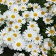 Насіння Маруна цинерарієлиста, Pyrethrum cinerariifolium 10 шт/уп - зображення 3