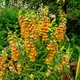 Насіння Наперстянка темна, Digitalis obscura 10 шт/уп - зображення 4