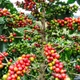Семена Кофе арабика 'Катурра' , Dwarf Arabica Coffee 5 шт/уп - изображение 2