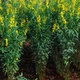 Насіння Кроталярія ситцева, Crotalaria juncea 5 шт/уп - зображення 1