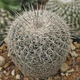 Семена Корифанта Вердермана, Coryphantha werdermannii 5 шт/уп - изображение 1