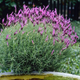 Насіння Лаванда-метелик, Lavandula pedunculata 10 шт/уп - зображення 1