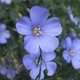 Семена Льна для сухоцветов, Linum usitatissimum 0,1 гр - изображение 5