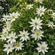 Семена Клематис виноградолистный, Clematis vitalba 10 шт/уп - изображение 1