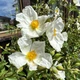Семена Ладанник лавролистный, Cistus laurifolius 10 шт/уп - изображение 1