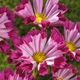 Семена Космос 'Sea Shells Red', Cosmos bipinnatus 5 шт/уп - изображение 1