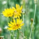 Насіння Козельці лучні, Tragopogon pratensis 10 шт/уп - зображення 1