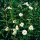 Семена Ладанник лавролистный, Cistus laurifolius 10 шт/уп - изображение 3