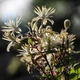 Семена Клематис виноградолистный, Clematis vitalba 10 шт/уп - изображение 4