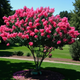 Семена Лагерстрёмия индийская, Индийская сирень , Lagerstroemia indica 10 шт/уп - изображение 3