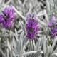 Насіння Лаванда Шерстиста, Lavandula lanata 10 шт/уп - зображення 2