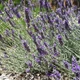 Насіння Лаванда Шерстиста, Lavandula lanata 10 шт/уп - зображення 3