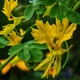 Семена Настурция иноземная, Tropaeolum peregrinum 3 шт/уп - изображение 1
