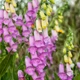 Семена Наперстянка Тапси, Digitalis thapsi 10 шт/уп - изображение 1