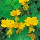 Семена Настурция иноземная, Tropaeolum peregrinum 3 шт/уп - изображение 3