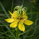 Семена Нигелла восточная, Nigella orientalis 10 шт/уп - изображение 7