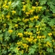 Семена Настурция иноземная, Tropaeolum peregrinum 3 шт/уп - изображение 4