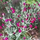 Семена Лихнис корончатый, Silene coronaria 0.1 гр/уп - изображение 3