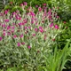 Семена Лихнис корончатый, Silene coronaria 0.1 гр/уп - изображение 4