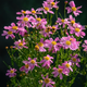 Насіння Кореопсис рожевий 'American Dream', Coreopsis rosea 20 шт/уп - зображення 1
