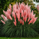 Семена Пампасная трава 'Roze Veder', Cortaderia selloana 20 шт/уп - изображение 1