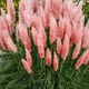 Семена Пампасная трава 'Roze Veder', Cortaderia selloana 20 шт/уп - изображение 2