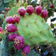 Насіння Опунція Прямостояча, Opuntia stricta 5 шт/уп - зображення 3
