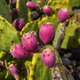 Насіння Опунція Прямостояча, Opuntia stricta 5 шт/уп - зображення 4