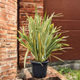 Семена Новозеландский лён 'Variegatum', Phormium tenax 5 шт/уп - изображение 1