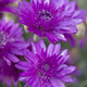 Насіння Ксерантемум однорічний 'Superbissimum Purpureum', Xeranthemum annuum 10 шт/уп - зображення 1