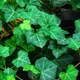 Насіння Плющ англійський, Hedera helix 10 шт/уп - зображення 3