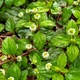 Семена Липпия сладкая, Lippia dulcis 10 шт/уп - изображение 3