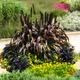 Семена Пеннисетум сизый 'Purple Majesty', Pennisetum glaucum 10 шт/уп - изображение 3