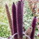 Семена Пеннисетум сизый 'Purple Majesty', Pennisetum glaucum 10 шт/уп - изображение 4