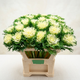 Насіння Декоративна капуста 'Crane Feather F1 Snow', Brassica oleracea 5 шт/уп - зображення 1