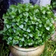 Насіння Пеперомія прозора, Peperomia pellucida 10 шт/уп - зображення 1