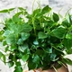 Насіння Пеперомія прозора, Peperomia pellucida 10 шт/уп - зображення 2