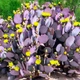 Семена Опунция Санта-Рита, Opuntia santarita 5 шт/уп - изображение 1