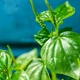 Насіння Пеперомія прозора, Peperomia pellucida 10 шт/уп - зображення 3