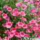 Семена Диасция Барберы 'Pink Queen', Diascia barberae 20 шт/уп - изображение 2