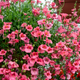 Семена Диасция Барберы 'Pink Queen', Diascia barberae 20 шт/уп - изображение 3