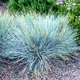 Насіння Костриця сиза, Festuca cinerea 20 шт/уп - зображення 2