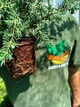 Саженцы Сосны горной Пумилио (Pinus mugo Pumilio) Р9 - изображение 3