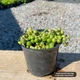 Саджанці Хрестовника Роулі (Senecio Rowleyanus) P9 - зображення 3