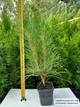Саженцы Сосны обыкновенной (Pinus sylvestris) Р9 - изображение 5