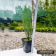 Саженцы Можжевельника скального Блю Эрроу-Арроу (Juniperus scopulorum Blue Arrow) Р9 - изображение 8