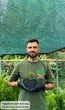 Саженцы Сосны горной Пумилио (Pinus mugo Pumilio) Р9 - изображение 4