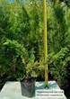 Саженцы Можжевельника китайского Блю Альпс (Juniperus chinensis Blue Alps) Р9 - изображение 9