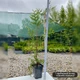 Саженцы Туи западной Брабант (Thuja occidentalis Brabant) Р9 - изображение 6