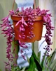 Саженцы Крестовника Оттона (Senecio Otton) Р9 - изображение 1